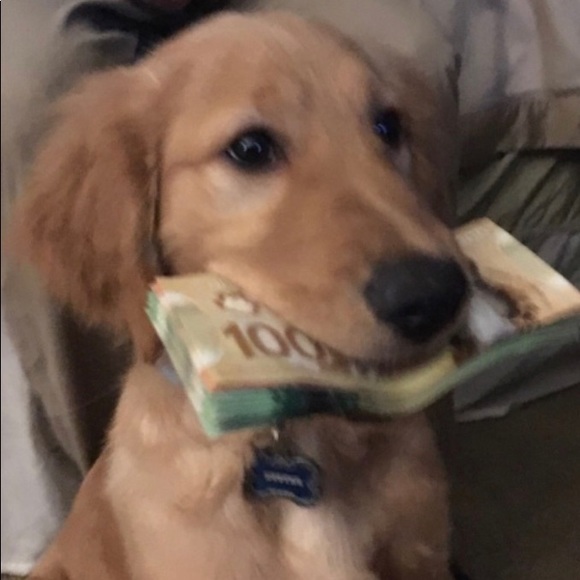 Meet your Posher, Ksenia - Picture 1 of 1